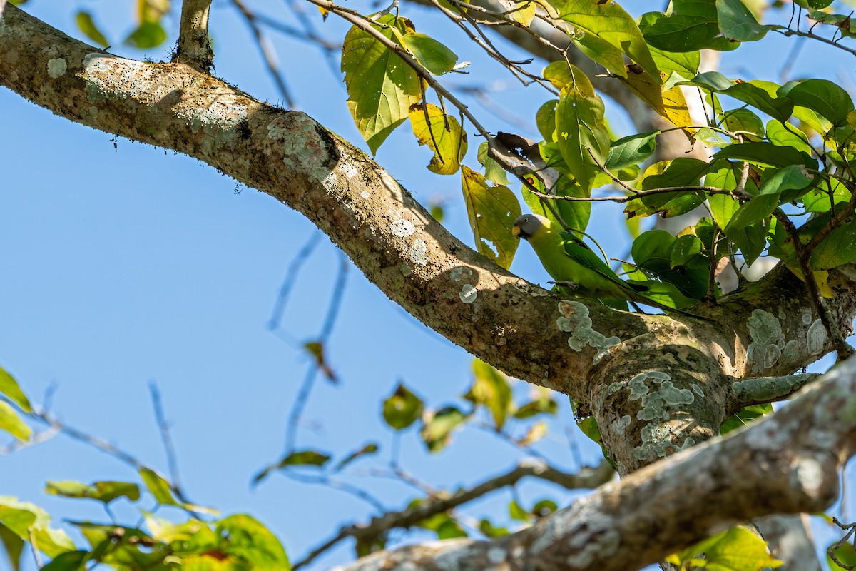 Perruche à tête rose - ML647341043