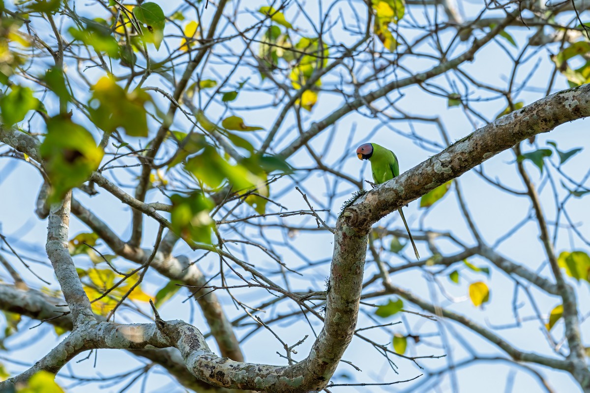 Perruche à tête rose - ML647341044