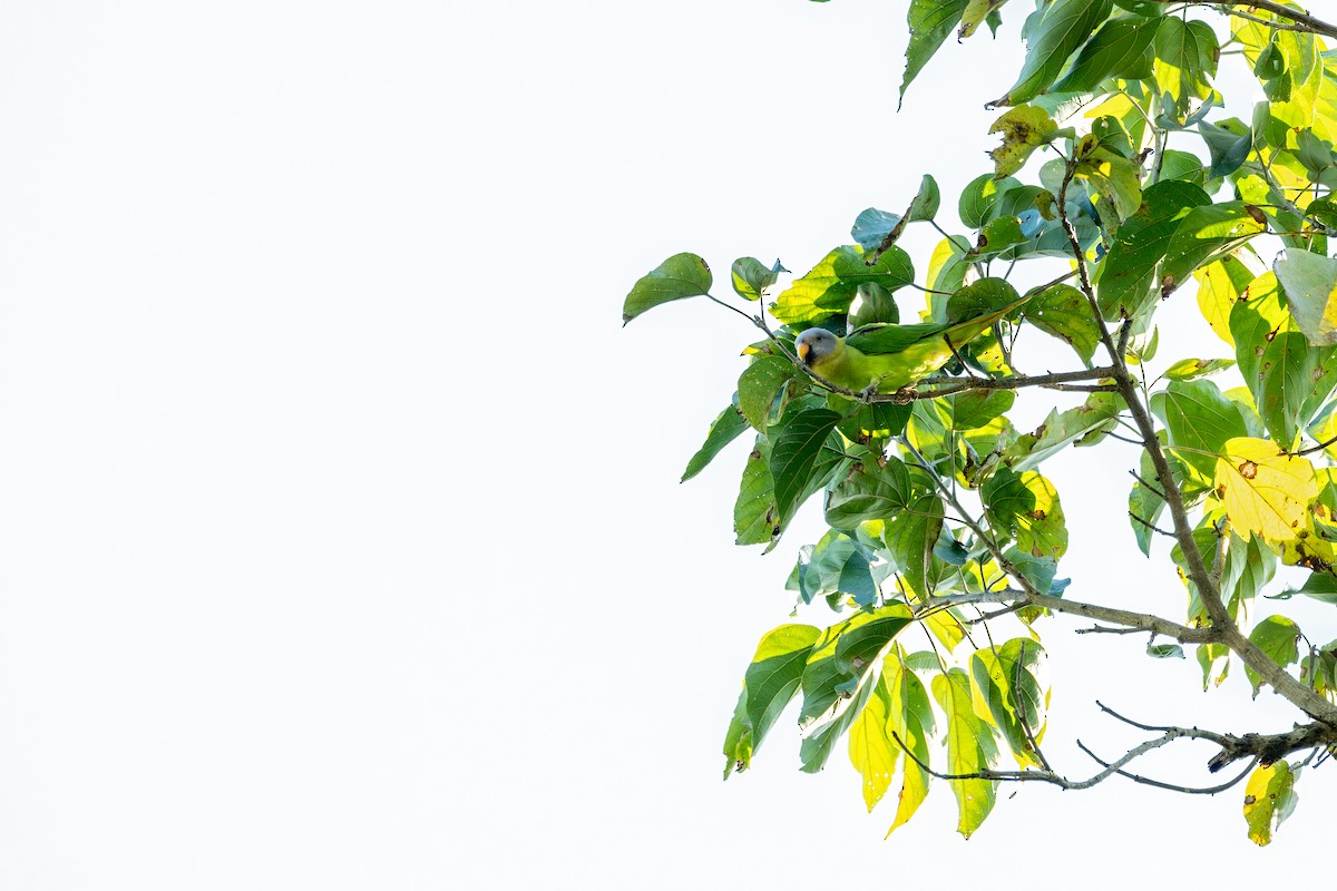 Perruche à tête rose - ML647341045