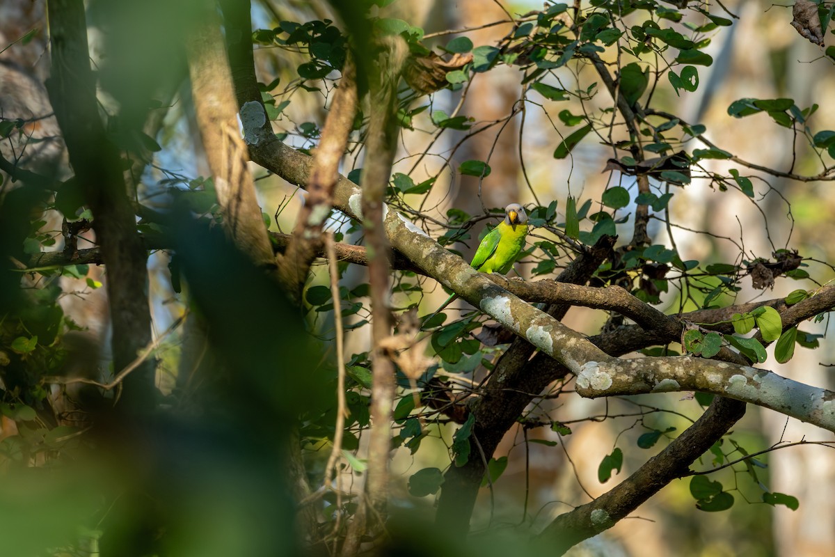 Perruche à tête rose - ML647341046