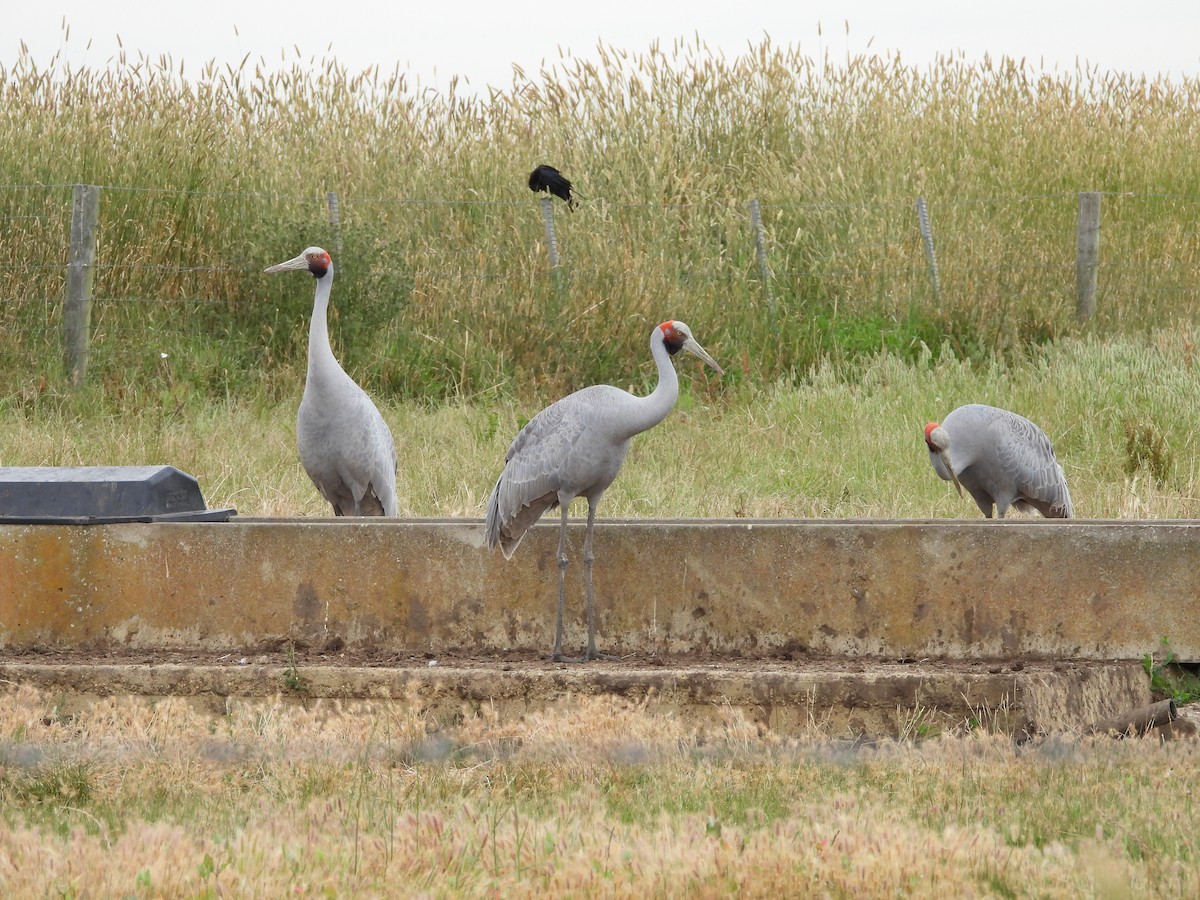 brolgatrane - ML647341087