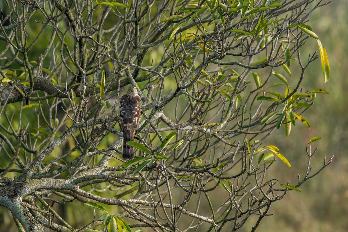 Eurasian Sparrowhawk - ML647341094
