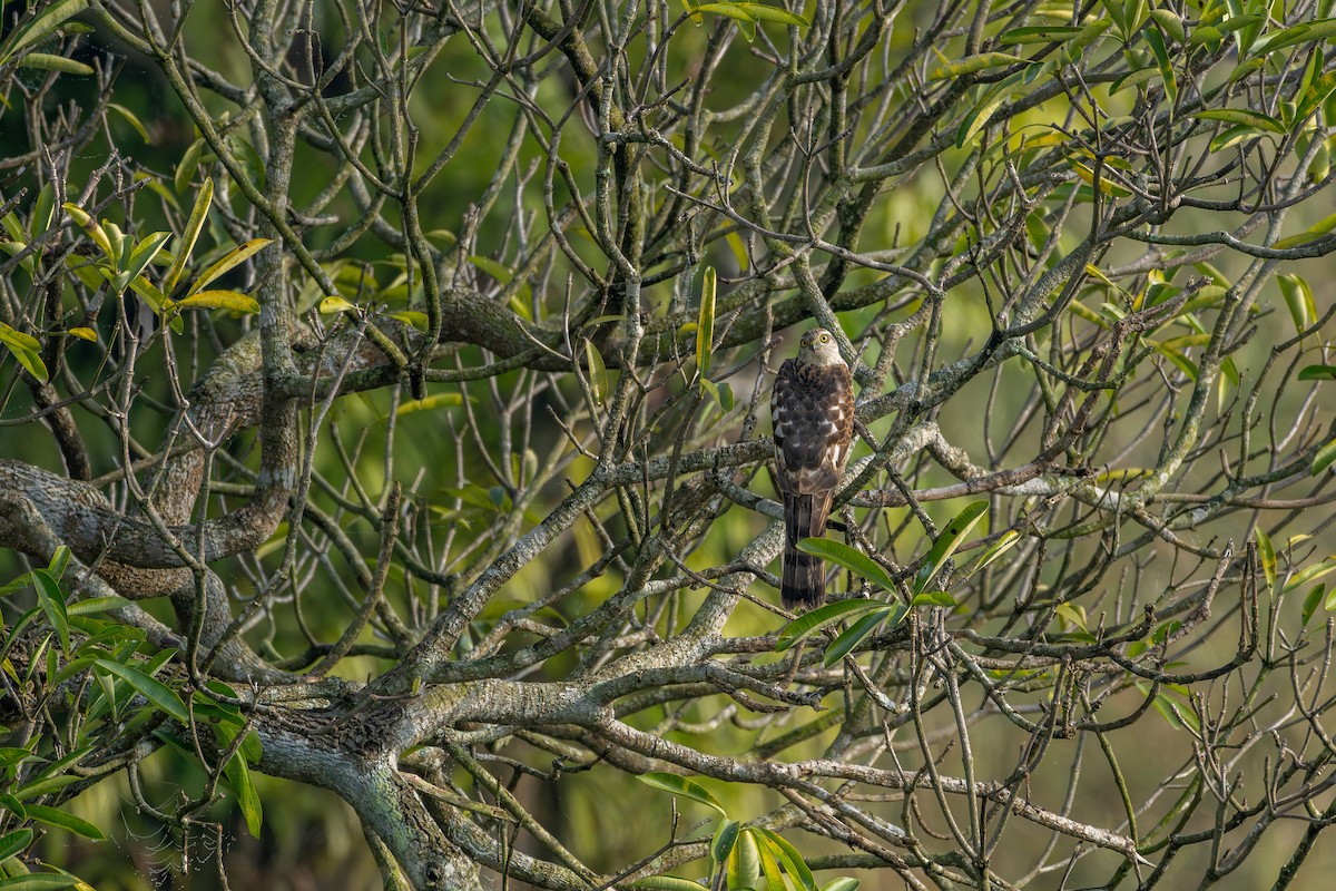 Eurasian Sparrowhawk - ML647341095