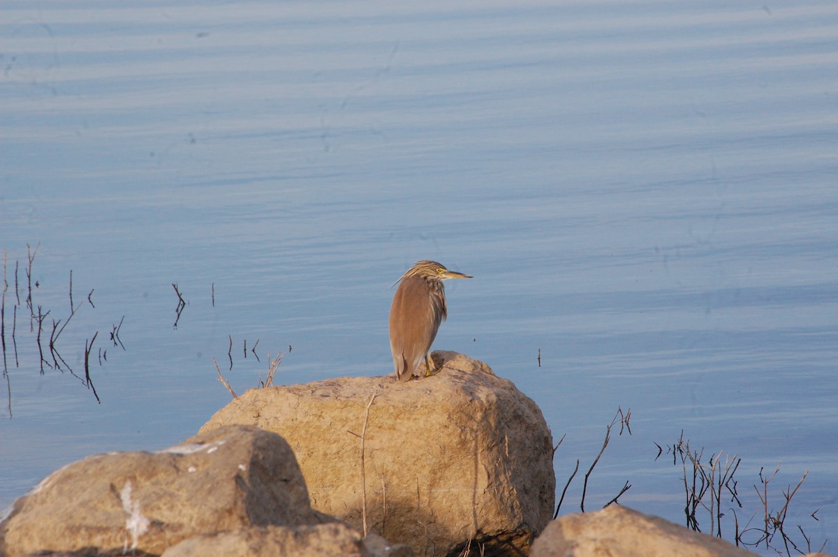 Indian Pond-Heron - ML647341099