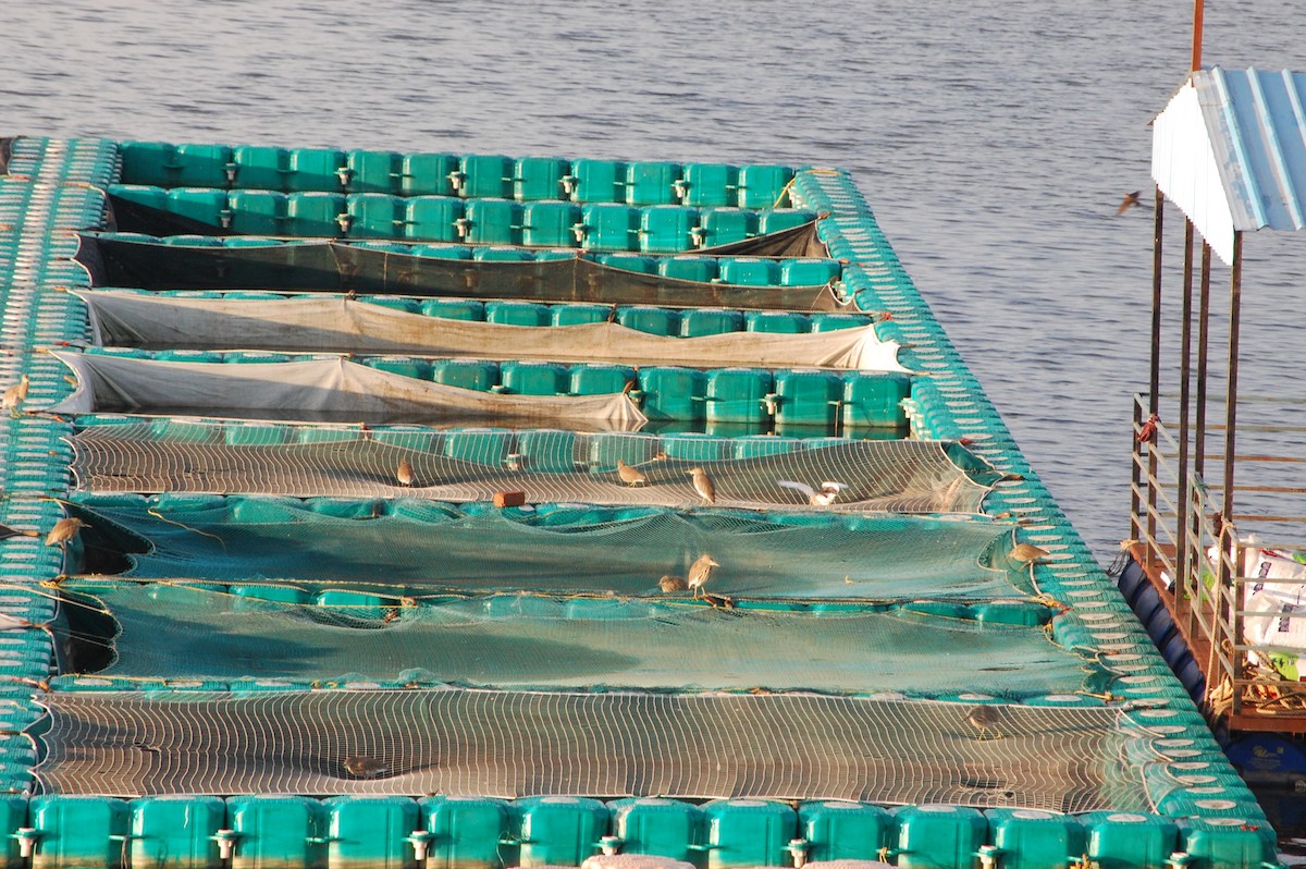 Indian Pond-Heron - ML647341100