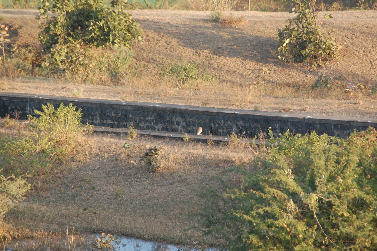 Indian Pond-Heron - ML647341101