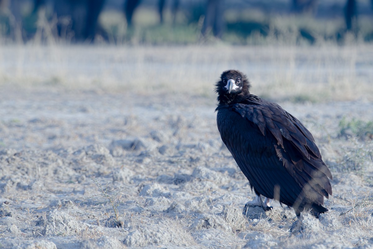 Buitre Negro - ML647341104