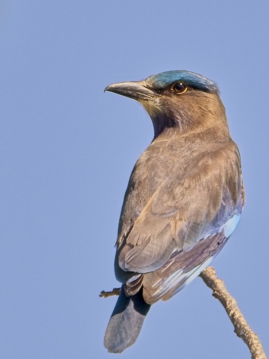 Indochinese Roller - ML647341107