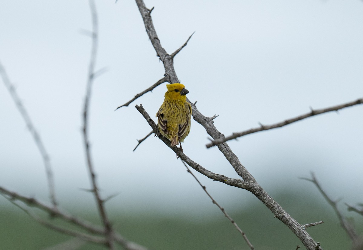 Anomalospize parasite - ML647341119