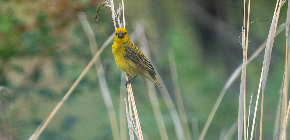 Anomalospize parasite - ML647341120