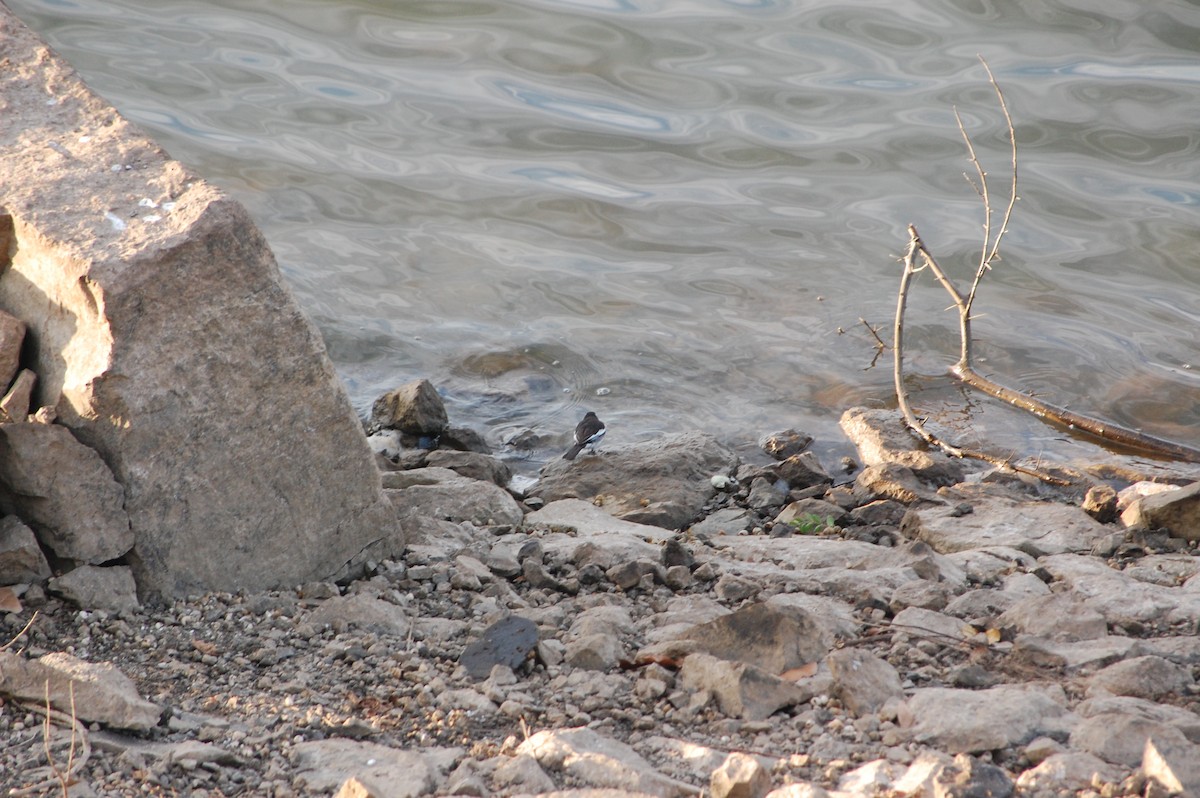 Lavandera India - ML647341126