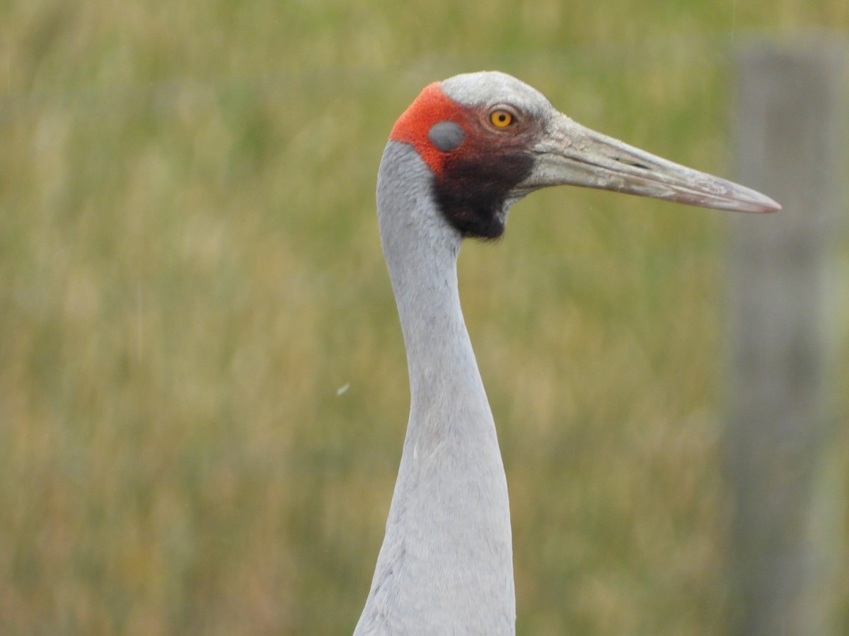 brolgatrane - ML647341127