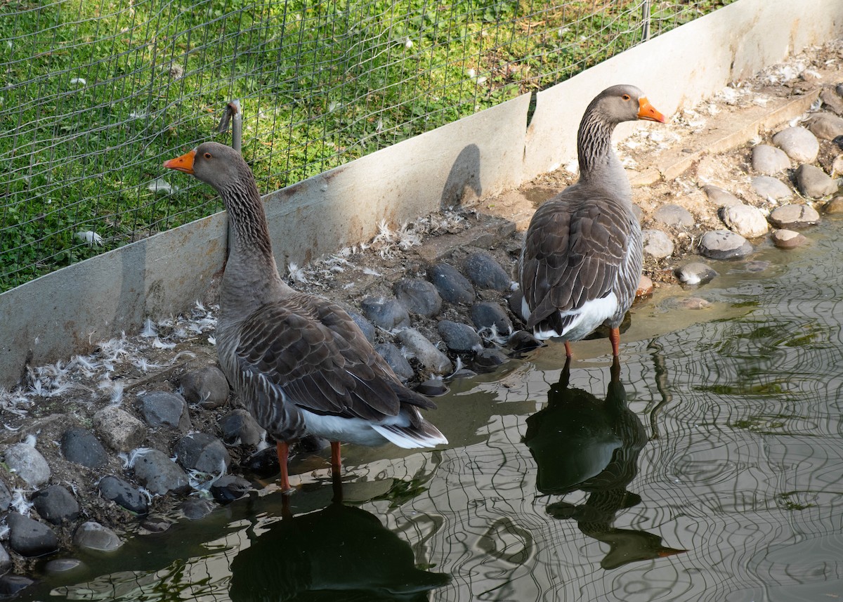 אווז אפור (מבוית) - ML647341136