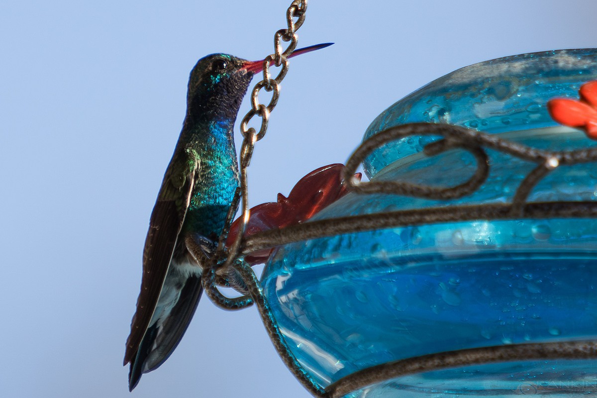 kolibřík širokozobý - ML647341141