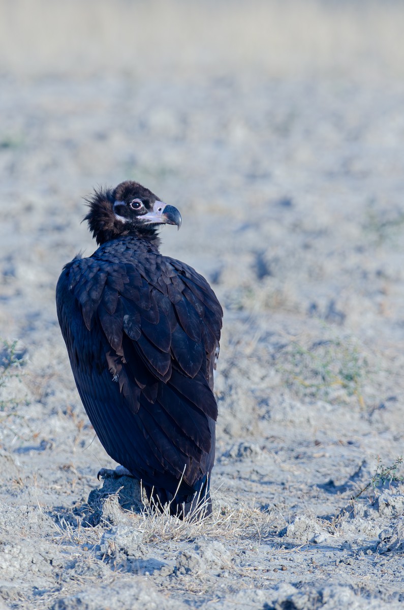 Buitre Negro - ML647341142