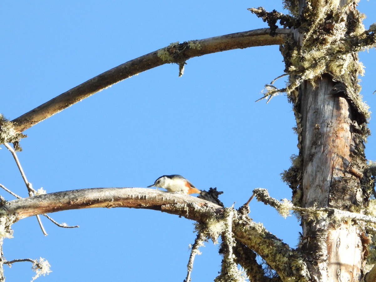 White-cheeked Nuthatch - ML647341170
