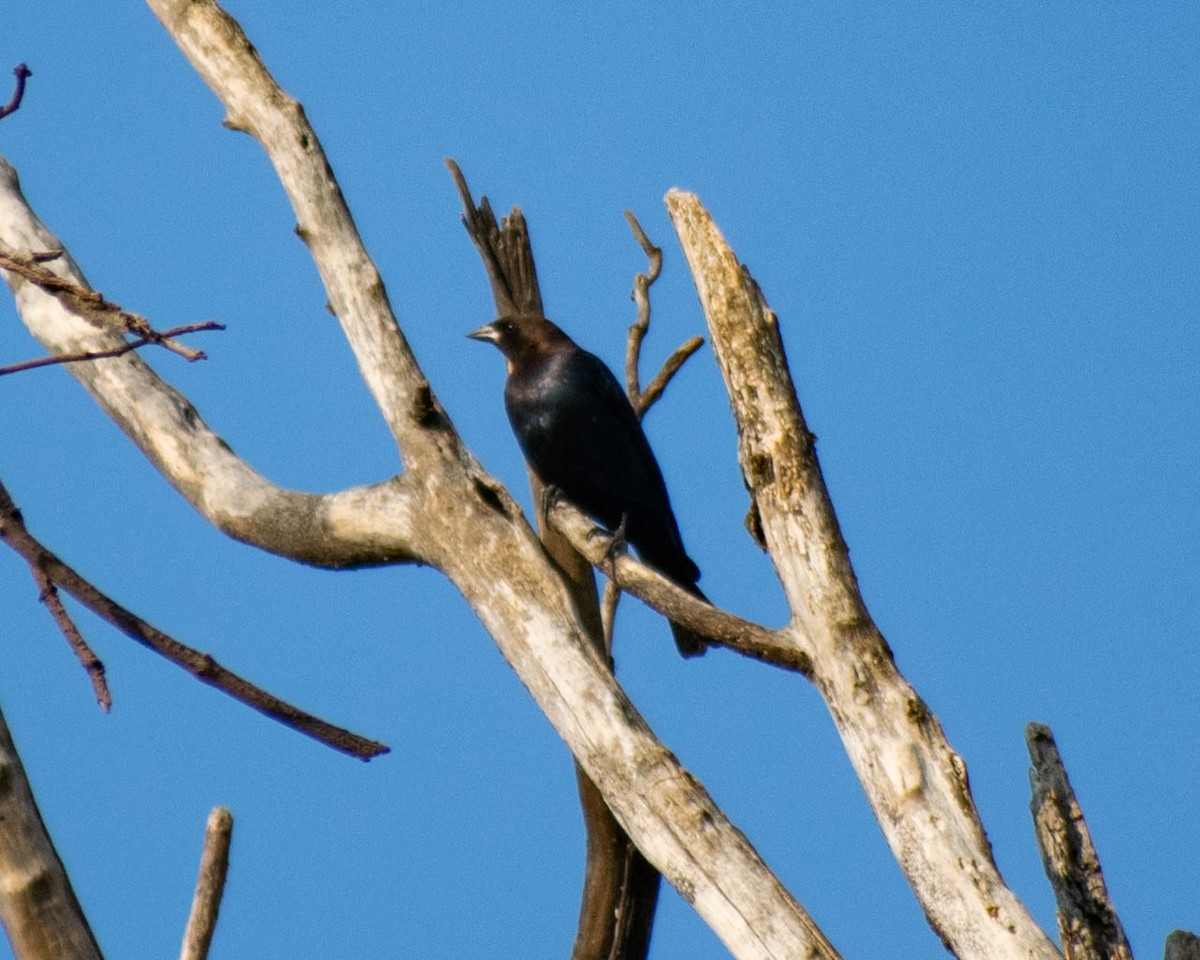 Brown-headed Cowbird - ML647341171