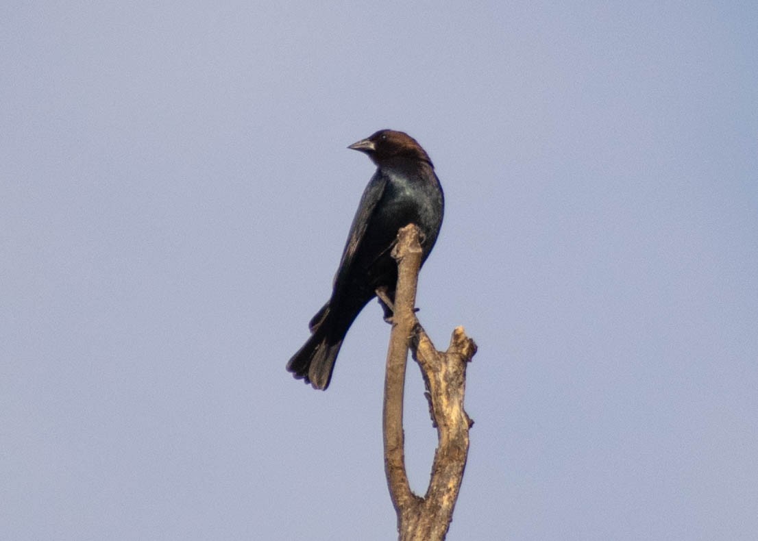 Brown-headed Cowbird - ML647341172