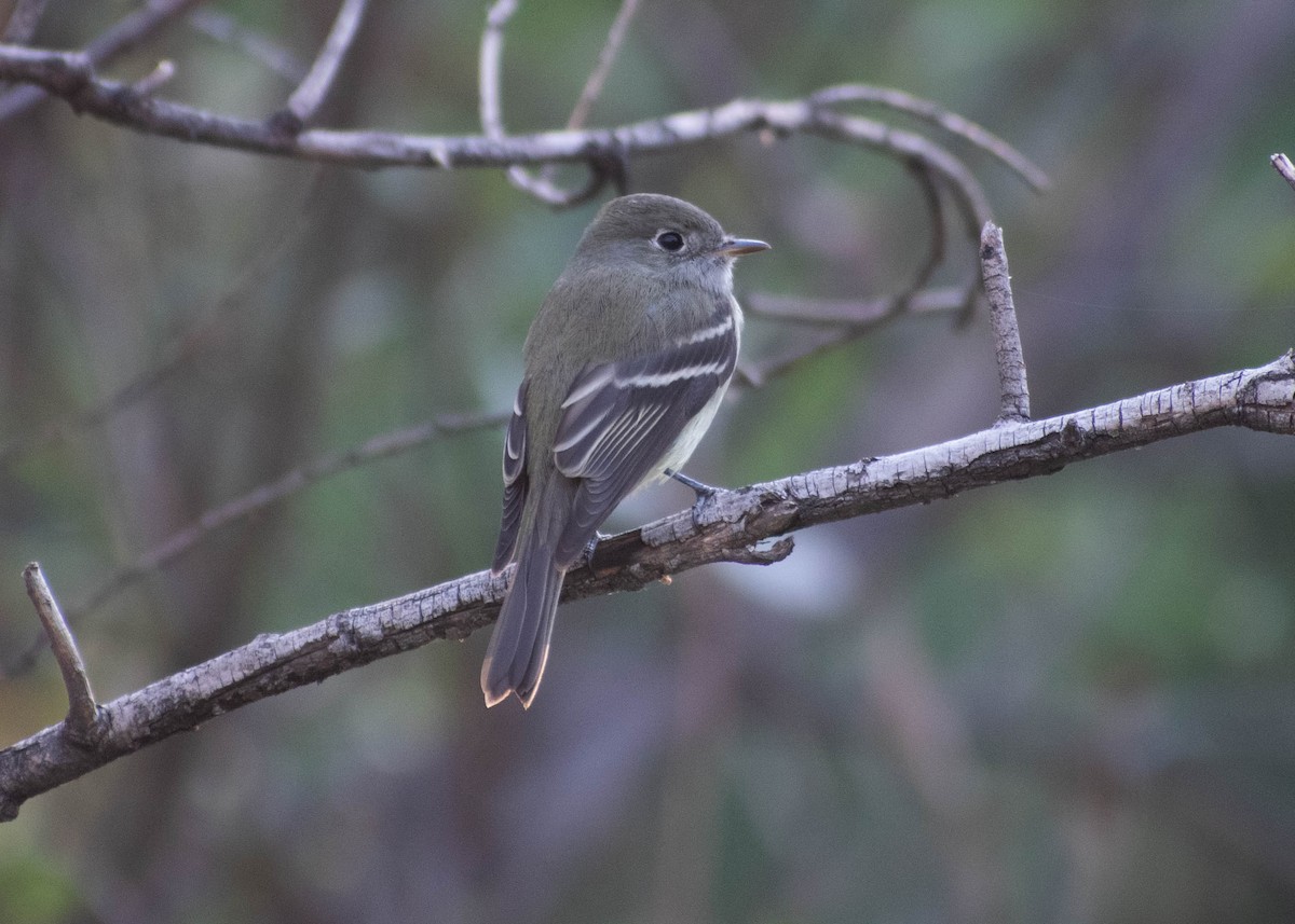 Hammond's Flycatcher - ML647341177
