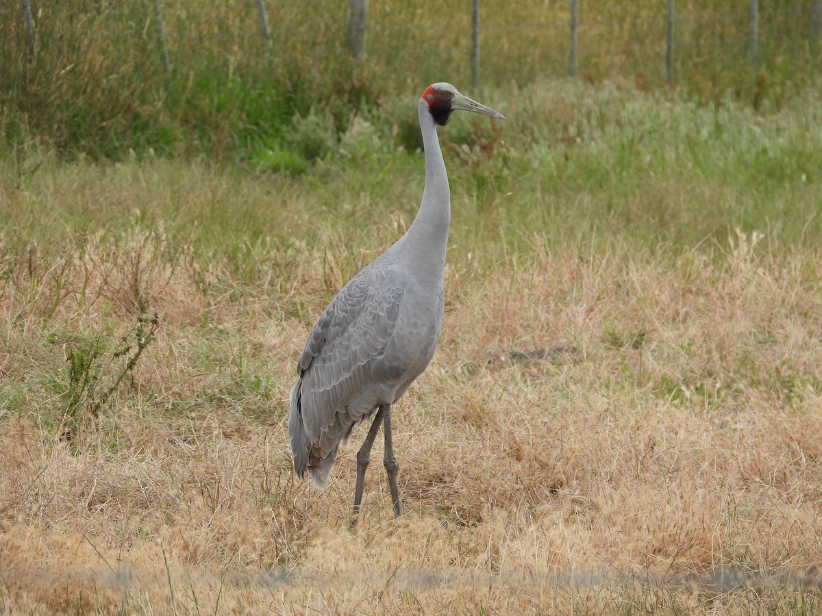 brolgatrane - ML647341181