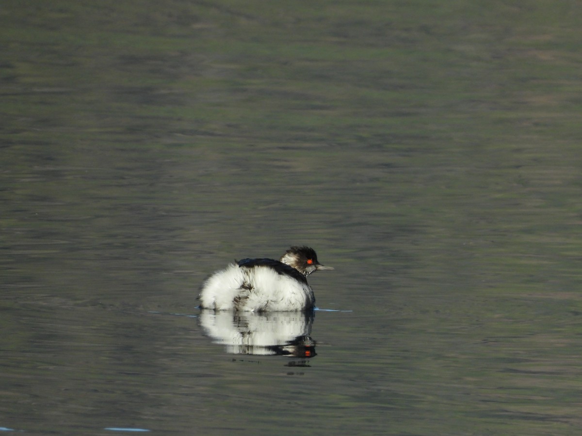 Eared Grebe - ML647341199