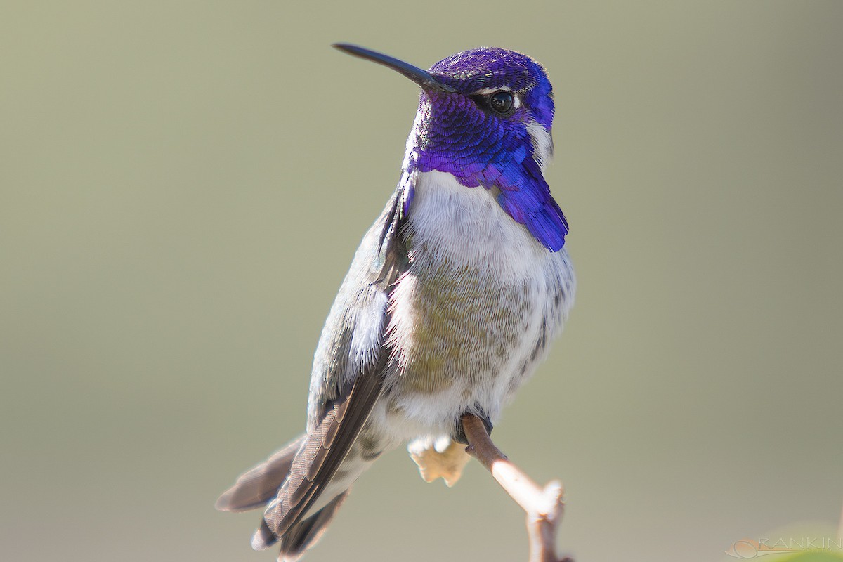 kalypta kalifornská - ML647341202