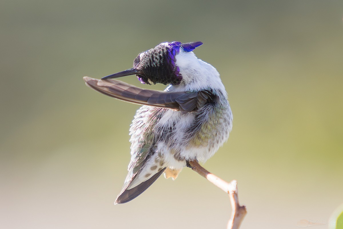 kalypta kalifornská - ML647341226