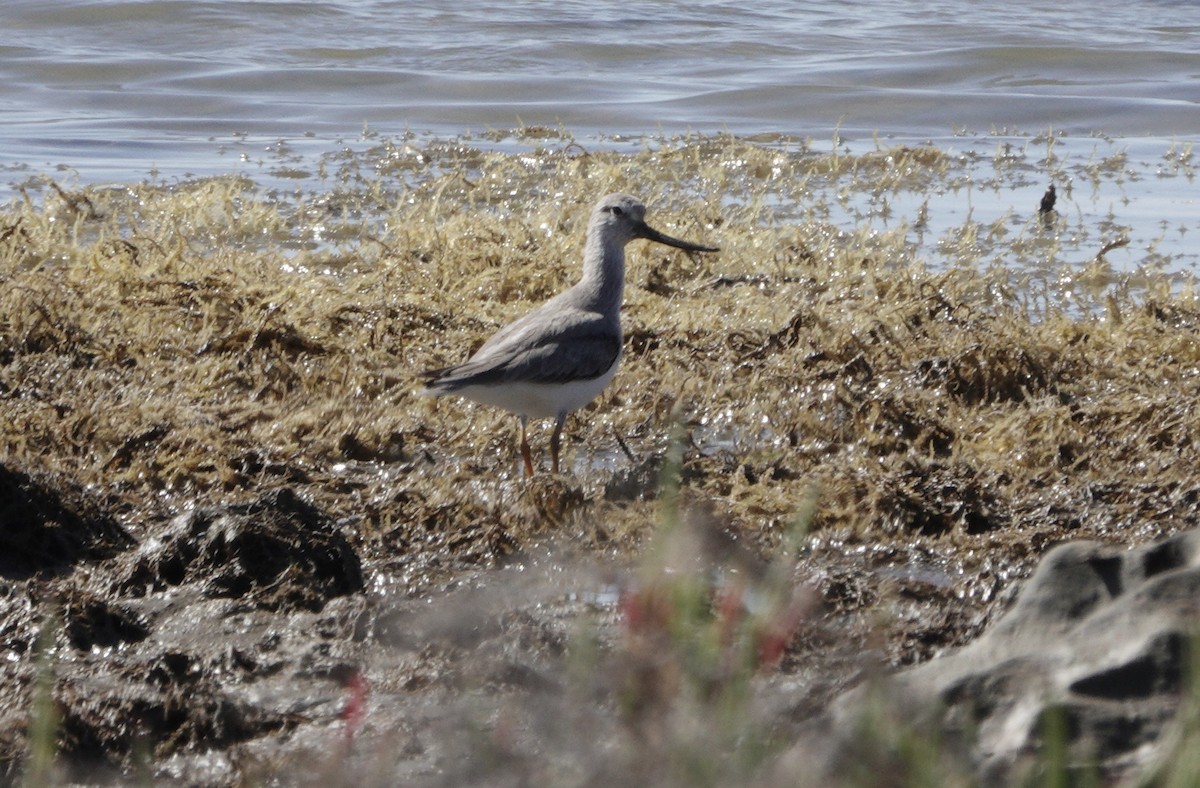 ביצנית אפורה - ML647341227