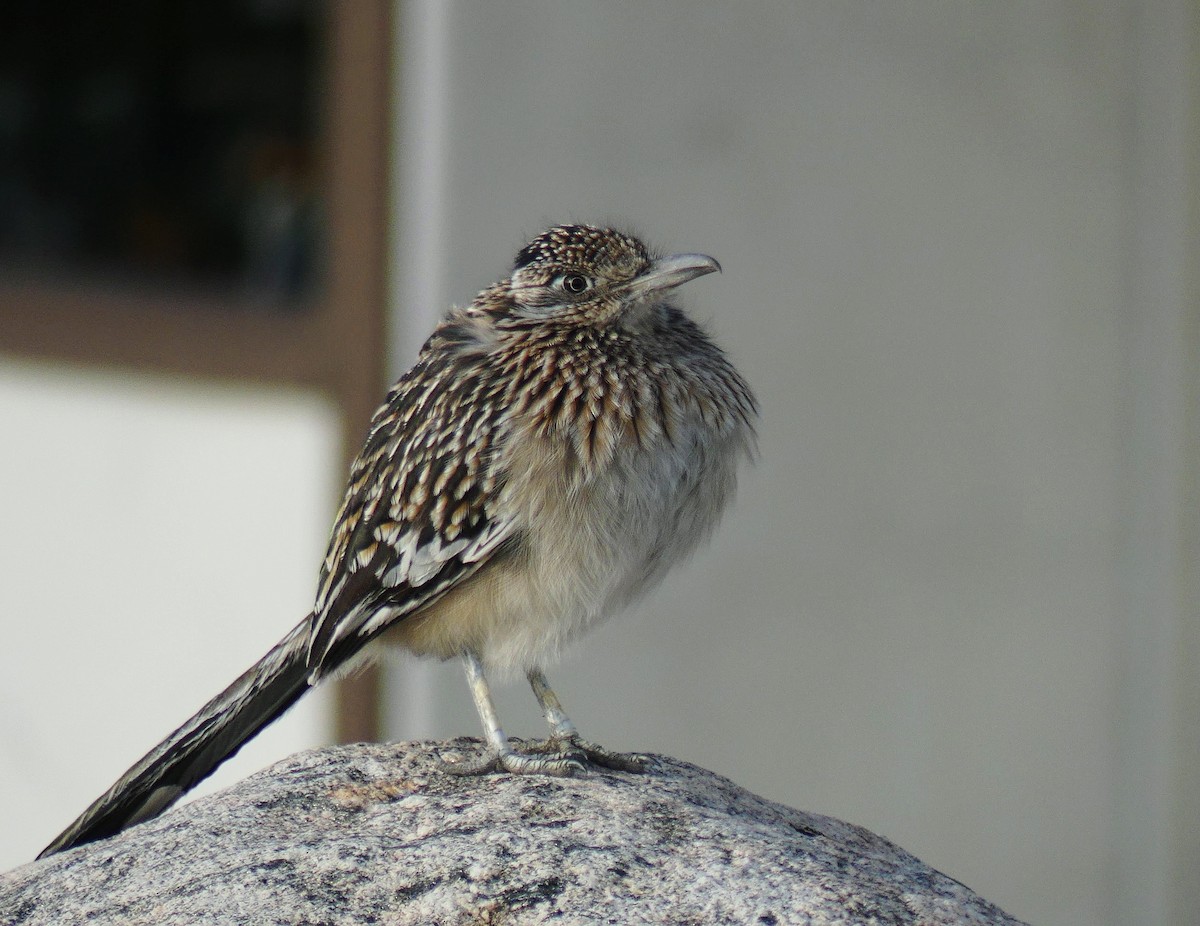 Greater Roadrunner - ML647341232