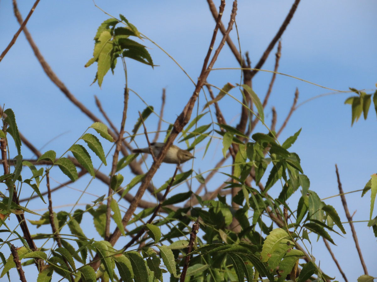 østsanger - ML647341237