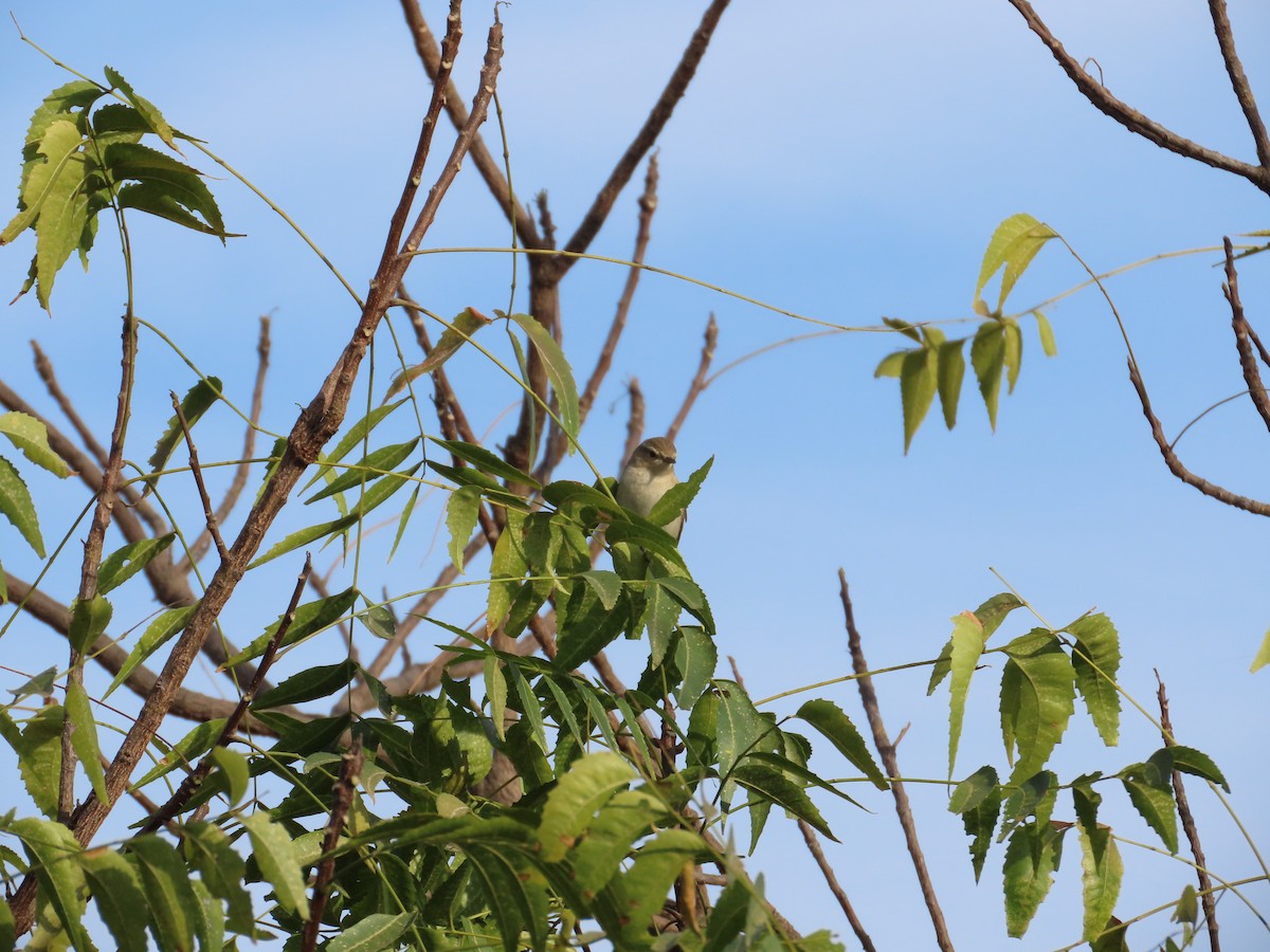 østsanger - ML647341238