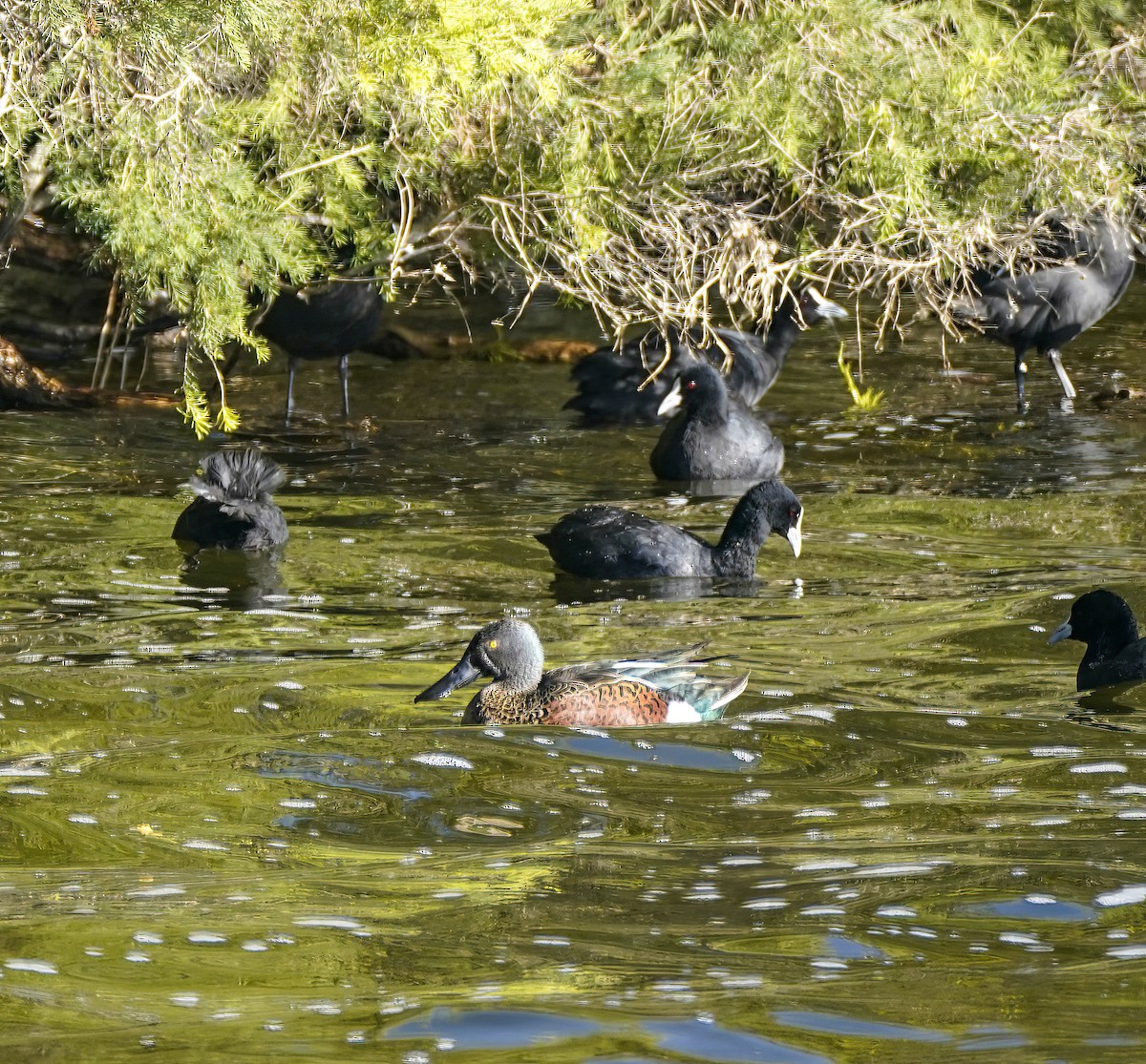 Australasian Shoveler - ML647341262