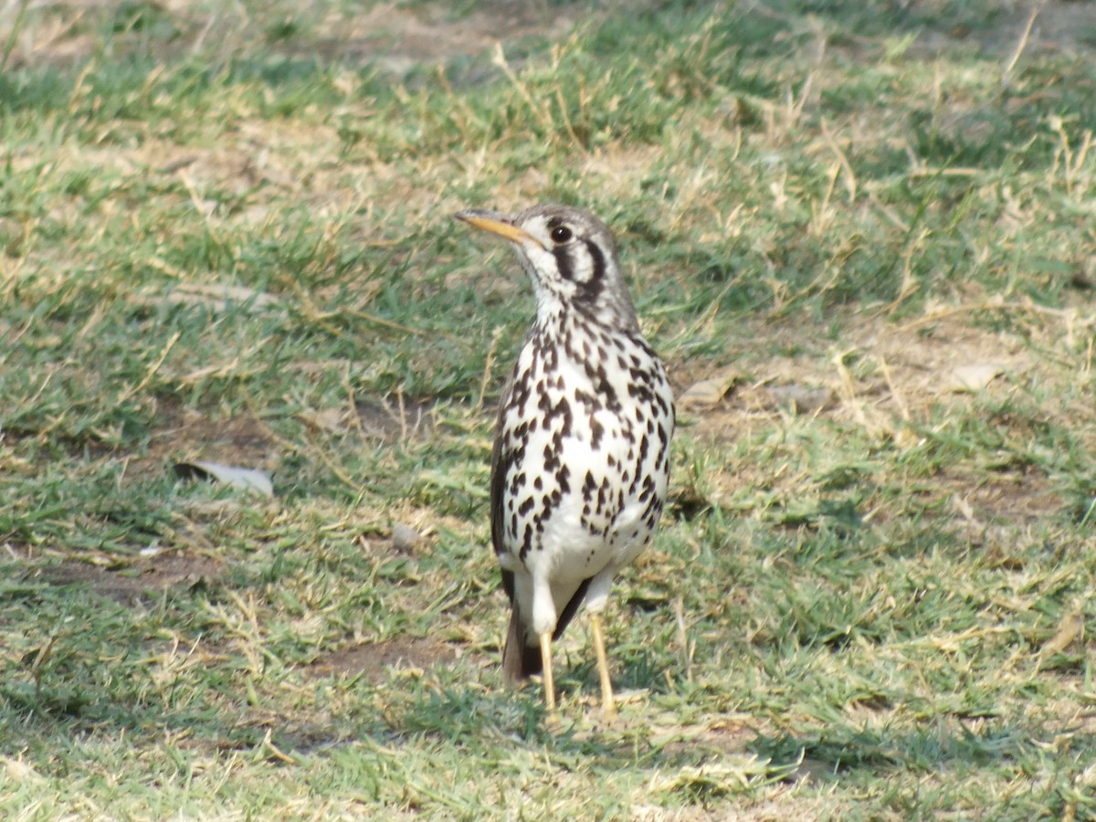 Groundscraper Thrush - ML647341271