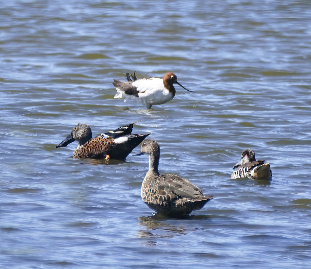 Australasian Shoveler - ML647341272