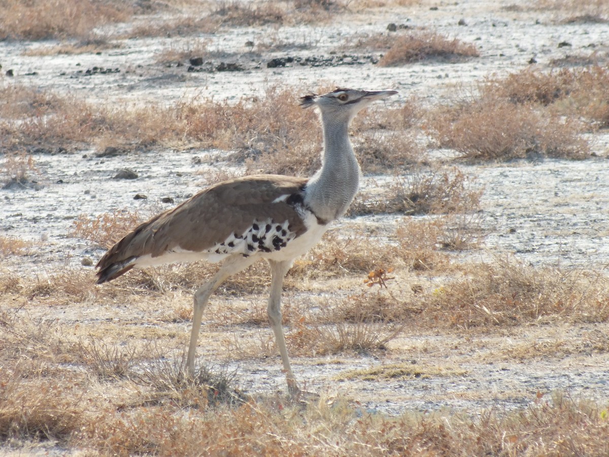 Kori Toyu - ML647341284