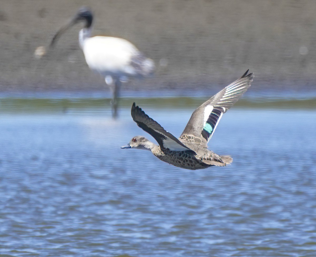 Sarcelle australasienne - ML647341290