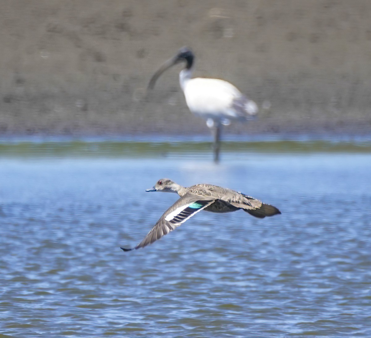 Sarcelle australasienne - ML647341291