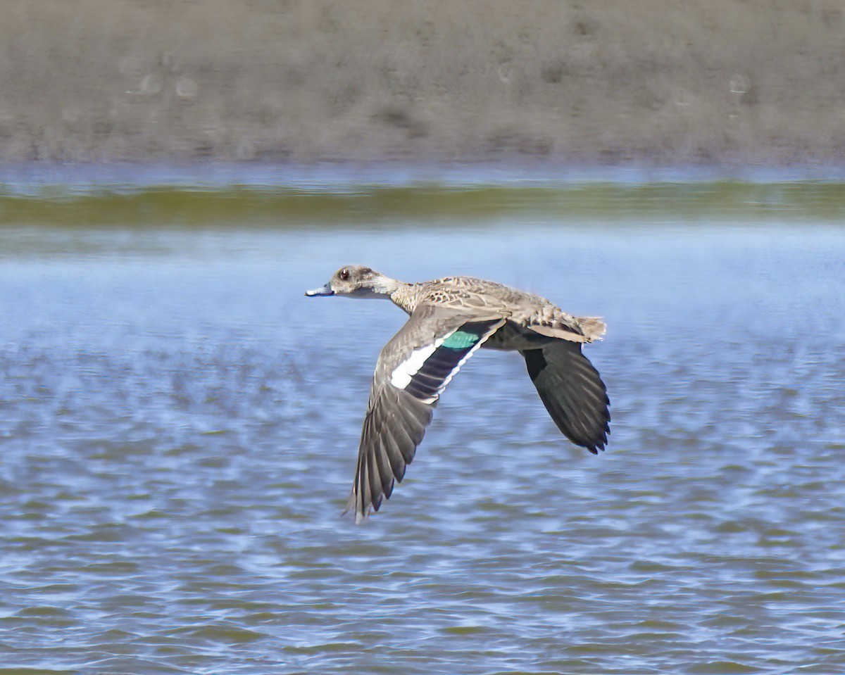 Sarcelle australasienne - ML647341292