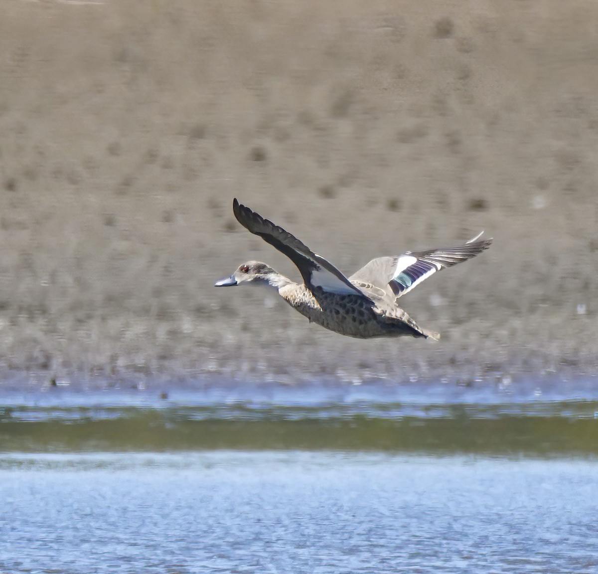 Sarcelle australasienne - ML647341293