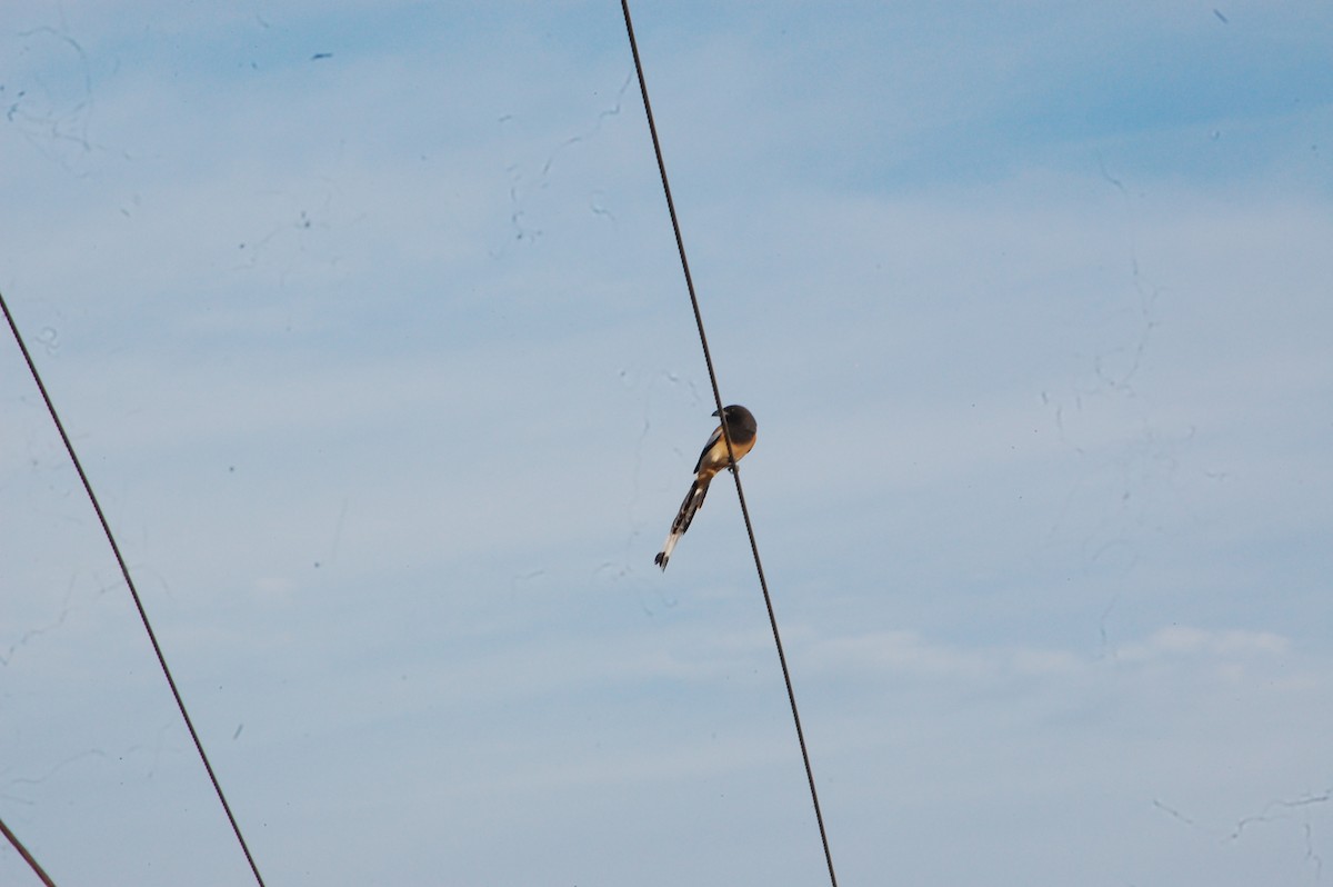 Rufous Treepie - ML647341294