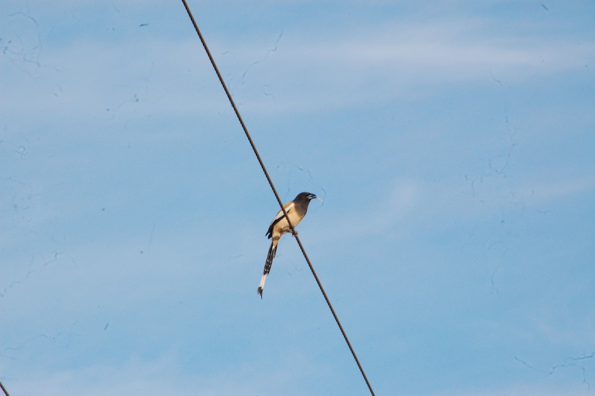 Rufous Treepie - ML647341295