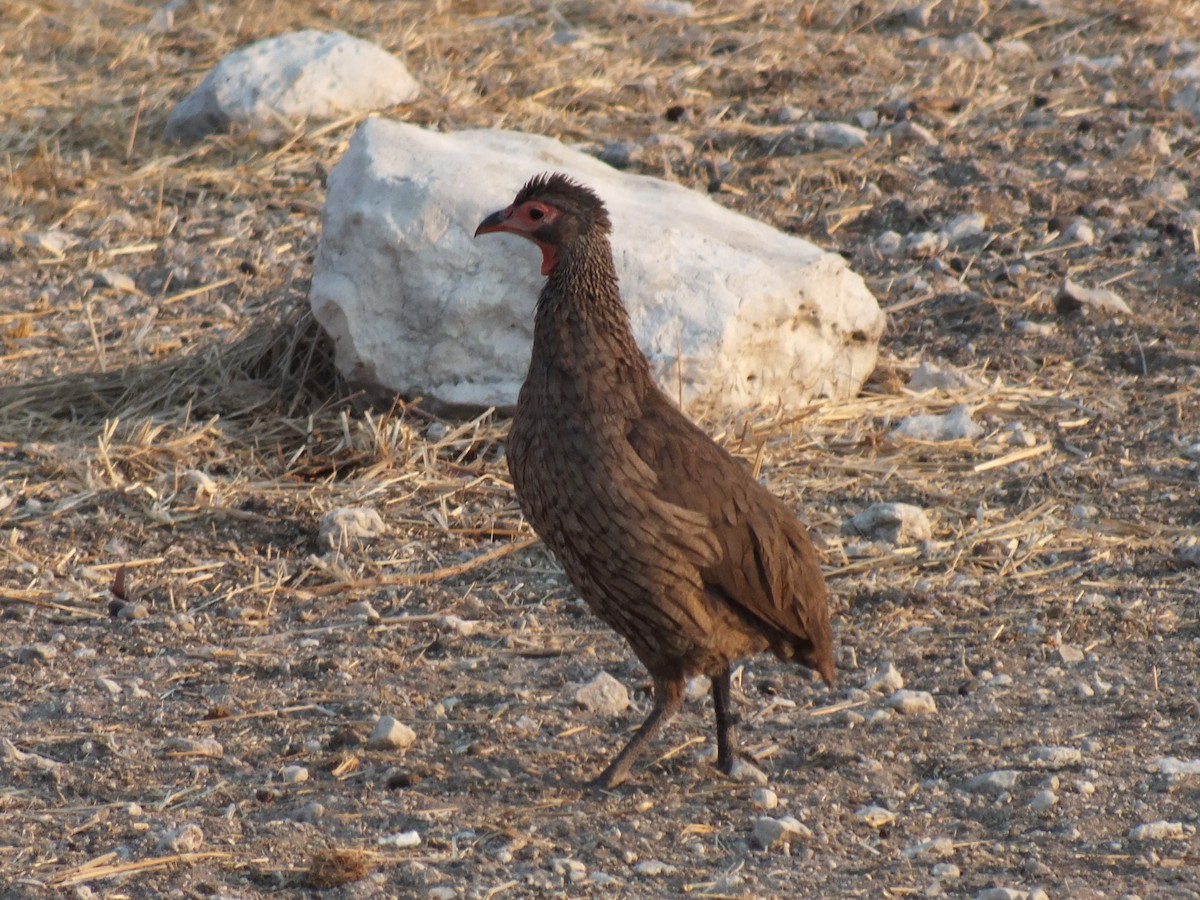 Swainson's Spurfowl - ML647341308