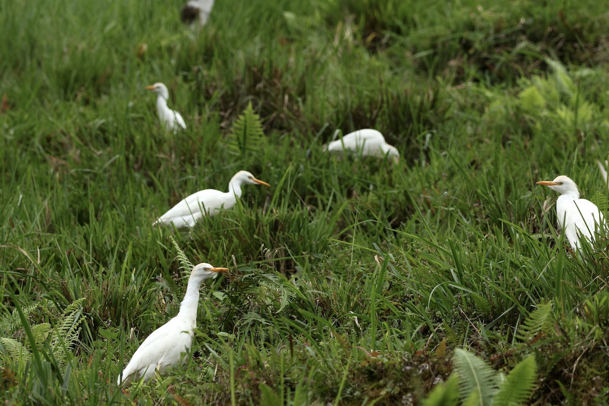 Western Cattle-Egret - ML647341309