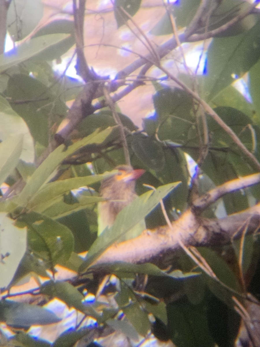 Brown-headed Barbet - ML647341313
