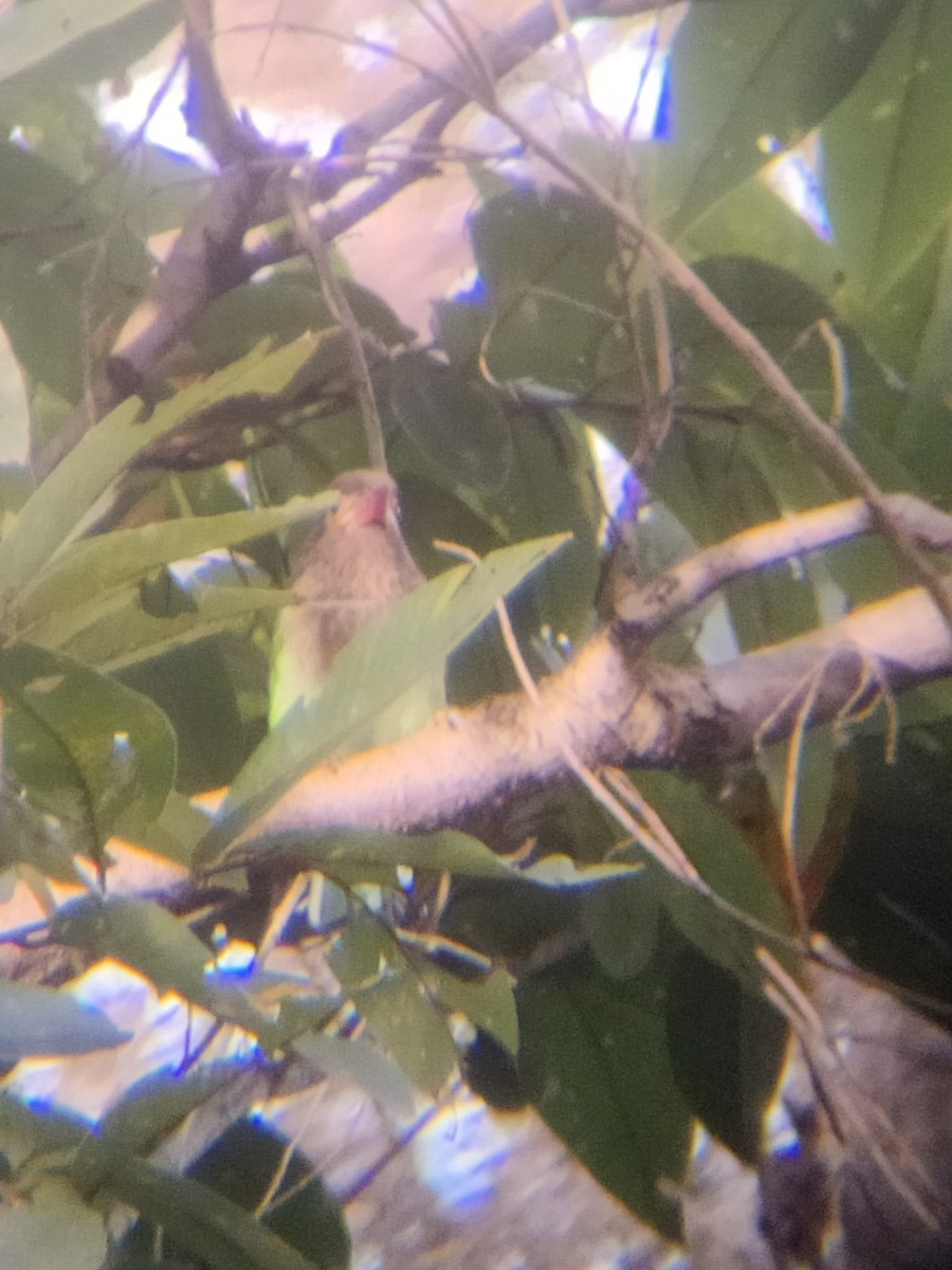 Brown-headed Barbet - ML647341314