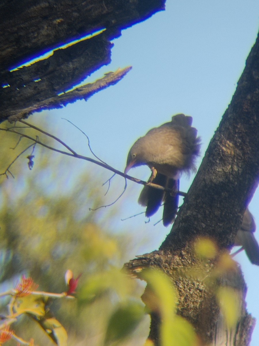 Jungle Babbler - ML647341340