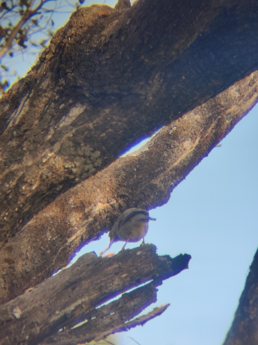 Jungle Babbler - ML647341341