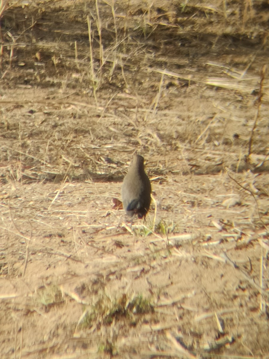 Indian Robin - ML647341358