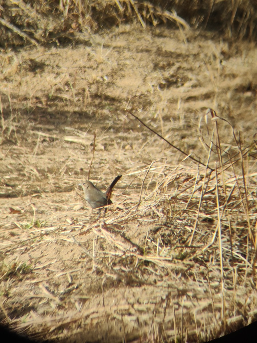 Indian Robin - ML647341359