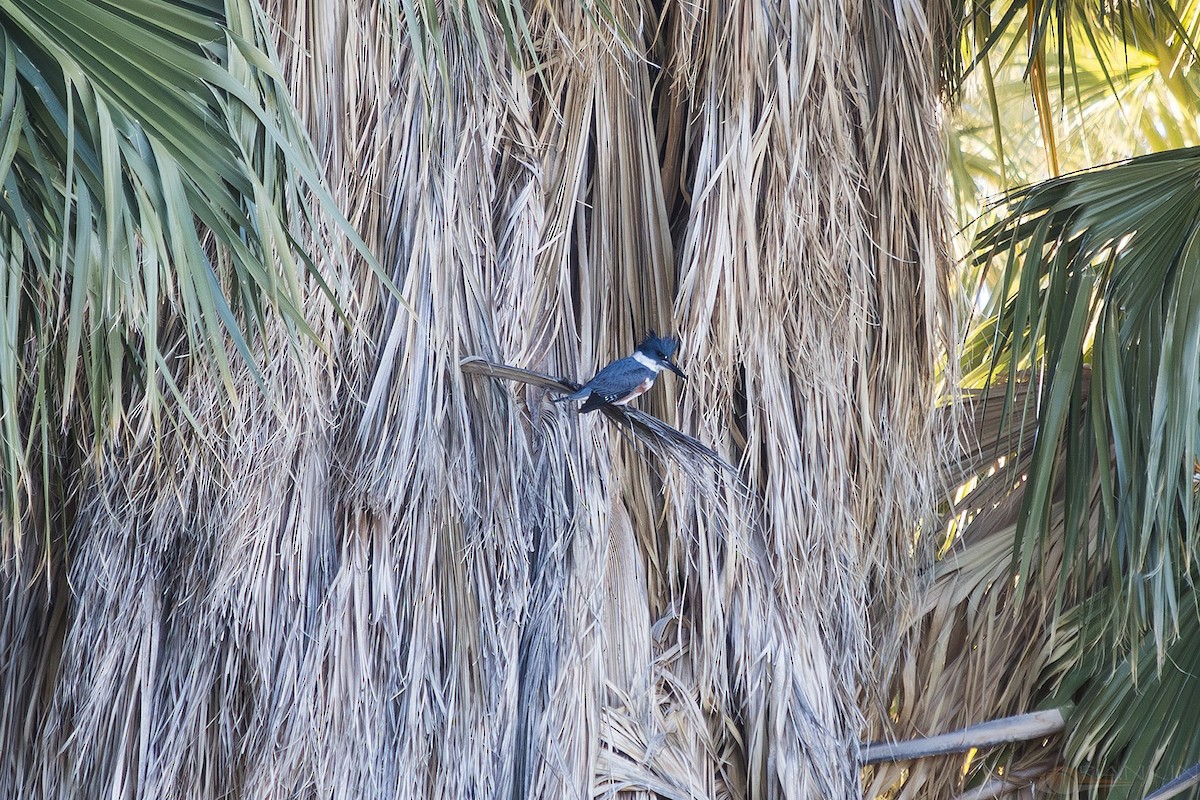 rybařík pruhoprsý - ML647341373